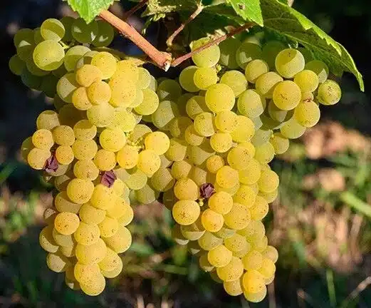 Savagnin-druif voor Arbois wijnen