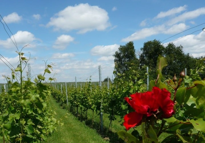 Aantal wijnproducenten in Nederland gestegen - Wijngaard van Ditshuizen